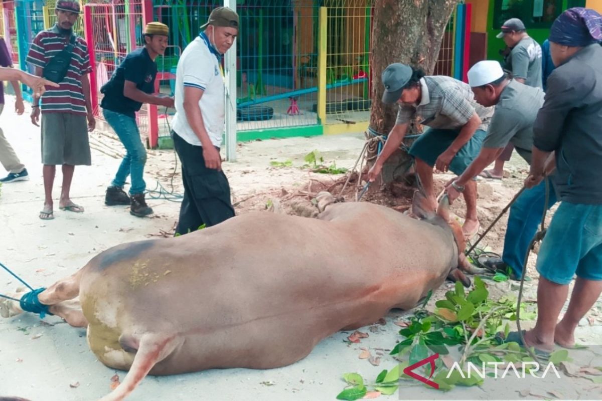 DPKPH Biak sebut daging hewan kurban sehat dan layak dikonsumsi