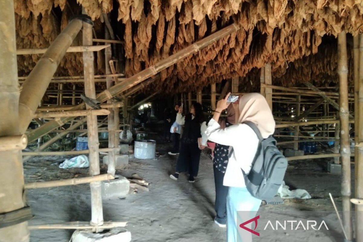 Sejarawan: Pertahankan  tembakau Deli jadi warisan sejarah
