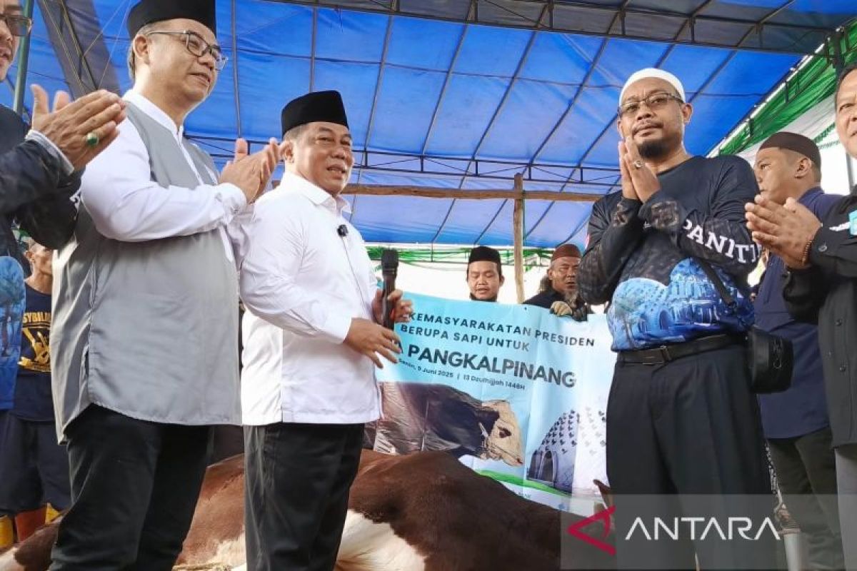 Pj Wali Kota Pangkalpinang serahkan sapi kurban dari Presiden Prabowo