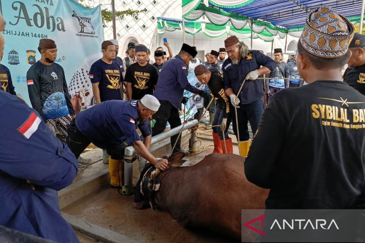 DPKP Babel pastikan daging hewan kurban sehat