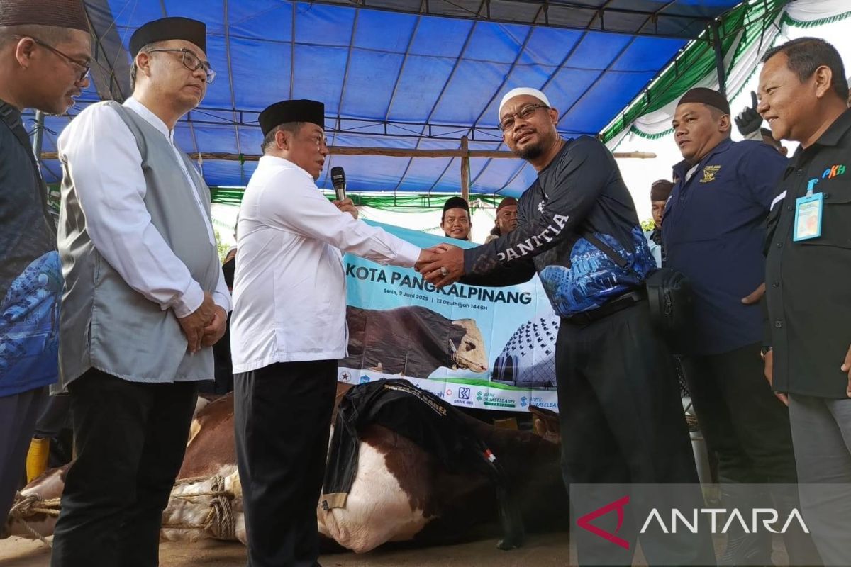 Pemprov Babel distribusikan delapan sapi kurban Presiden Prabowo