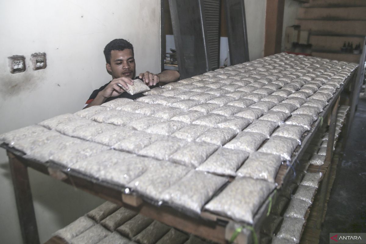 Studi BRIN tentang Tempe dan Probiotik untuk Penuaan Sehat