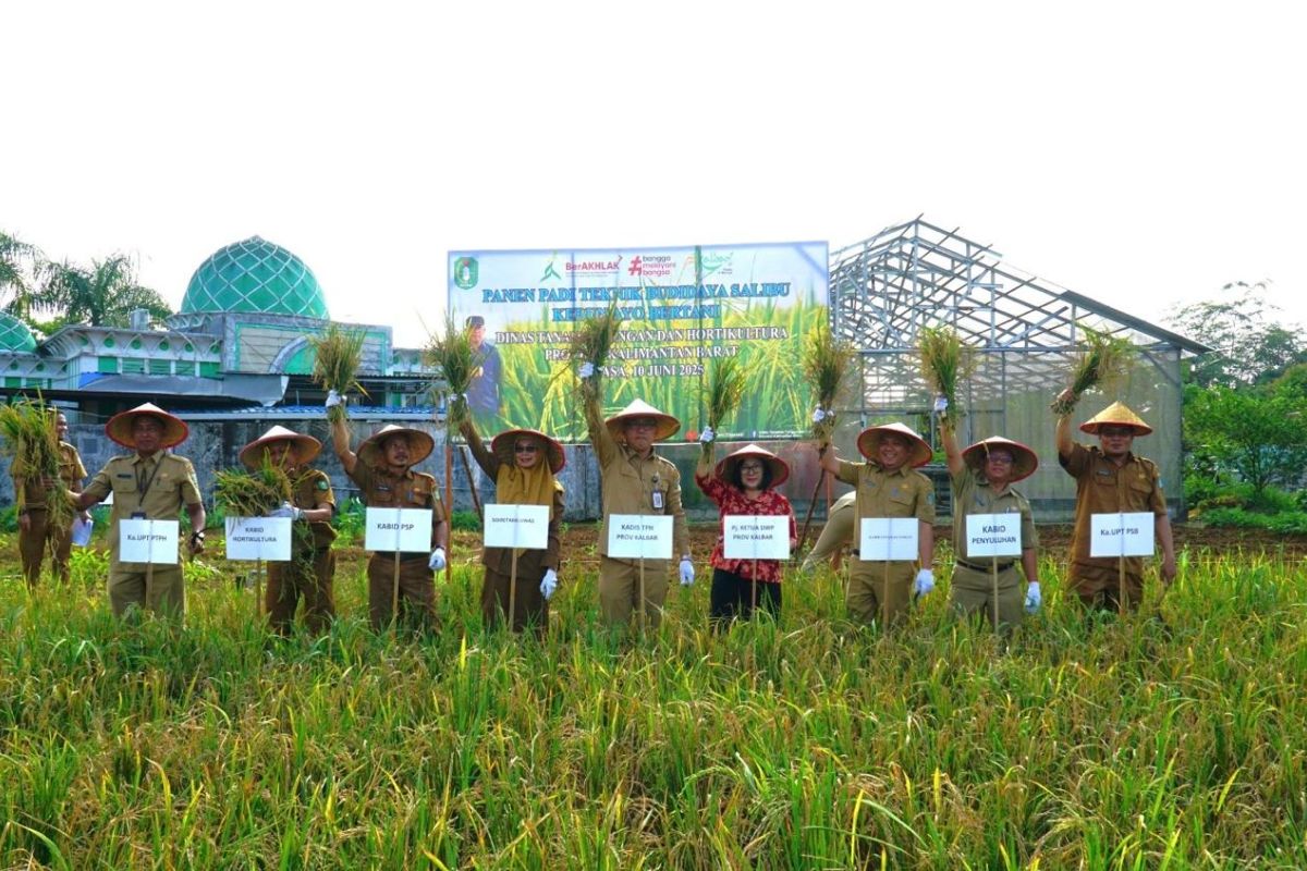 Demplot padi teknologi salibu Dinas TPH Kalbar hasilkan di atas 3 ton per hektare