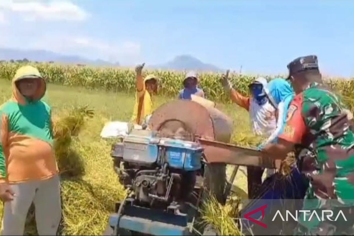 Babinsa Situbondo beri pendampingan ke petani saat panen padi