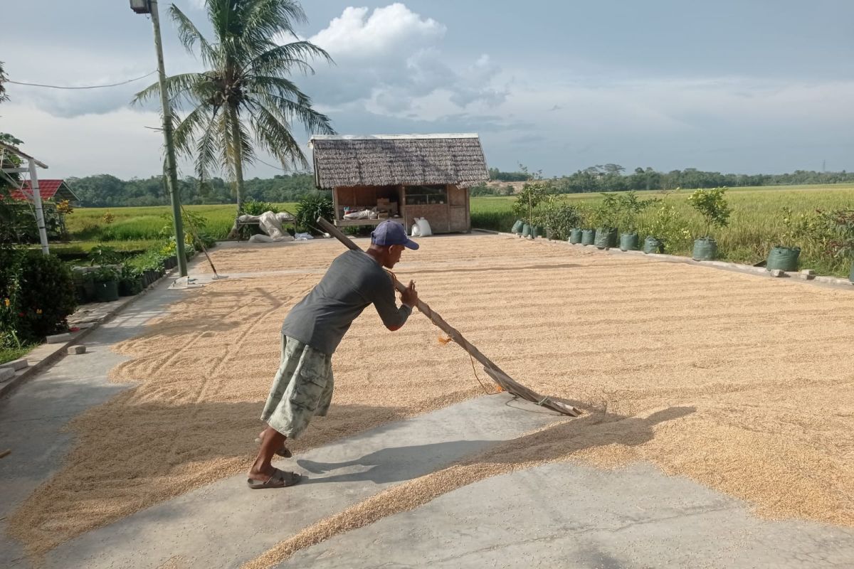 Produksi gabah kering Januari-April 2025 di Lebak tembus 334.646 ton