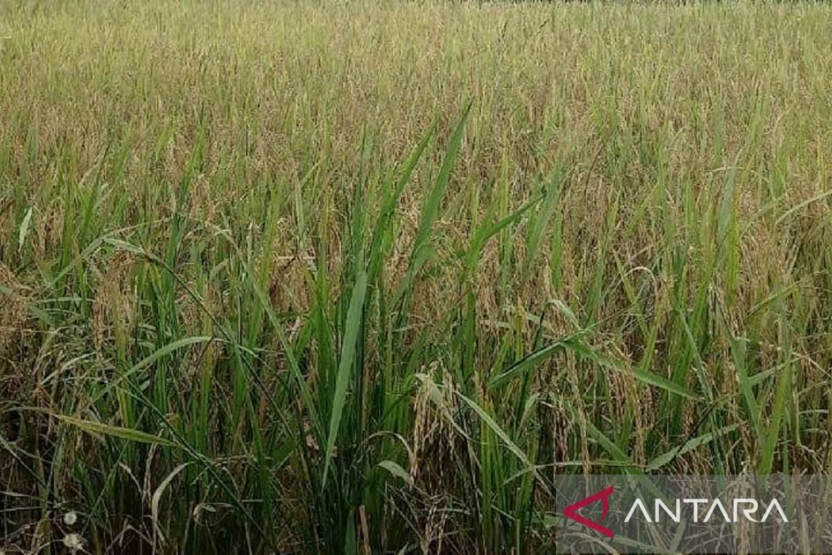 DPKP Babel fokuskan peningkatan produksi padi petani Bangka Selatan