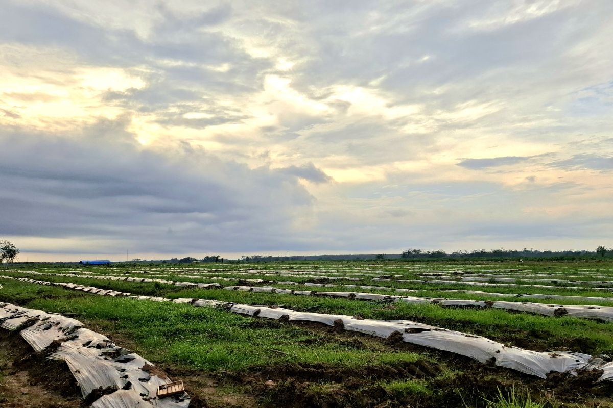 Gubernur Lampung optimalkan aplikasi KPB untuk dukung hilirisasi pertanian