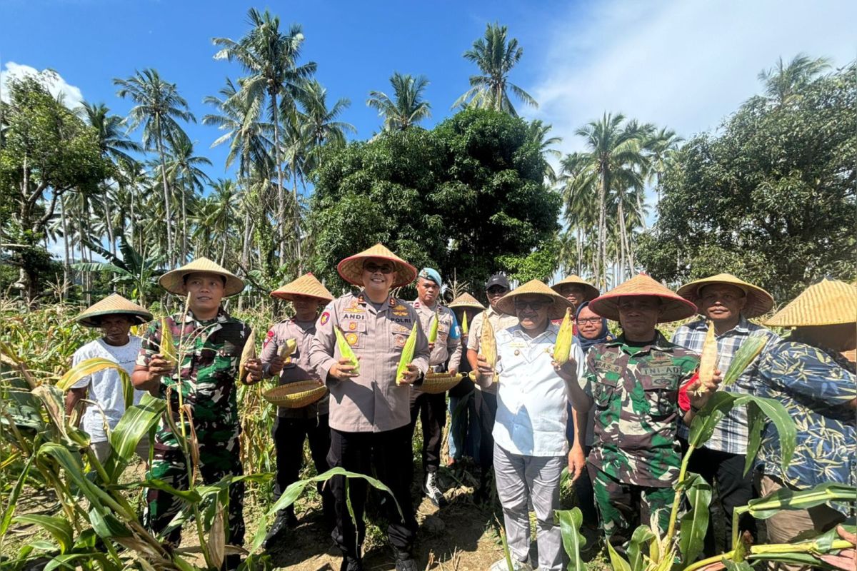 Dukung program ketahanan pangan, Polres Bursel panen raya jagung 500 Kg