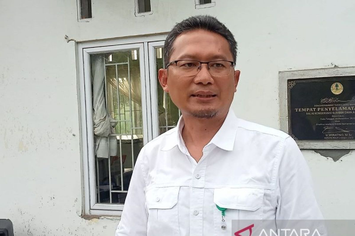 BKSDA Jambi  turunkan tim pastikan kebenaran gajah masuk perkebunan