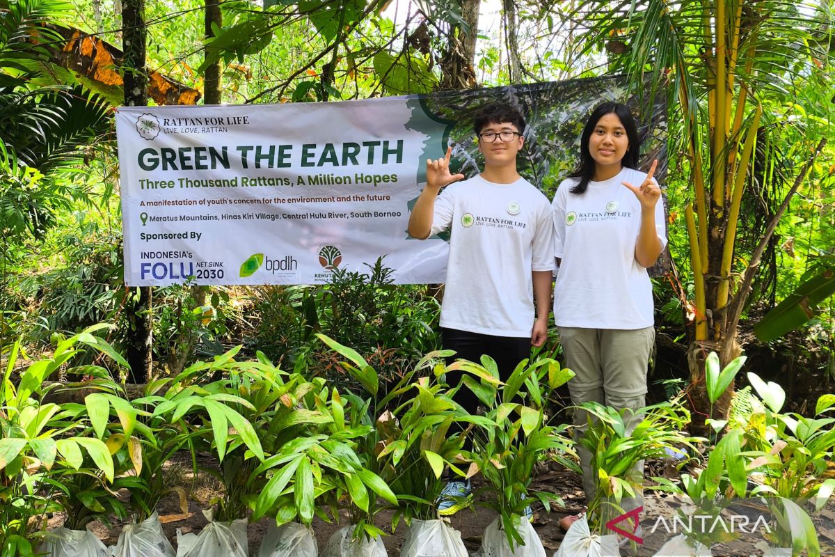 3,000 rattan trees beautify Meratus Mountains forest