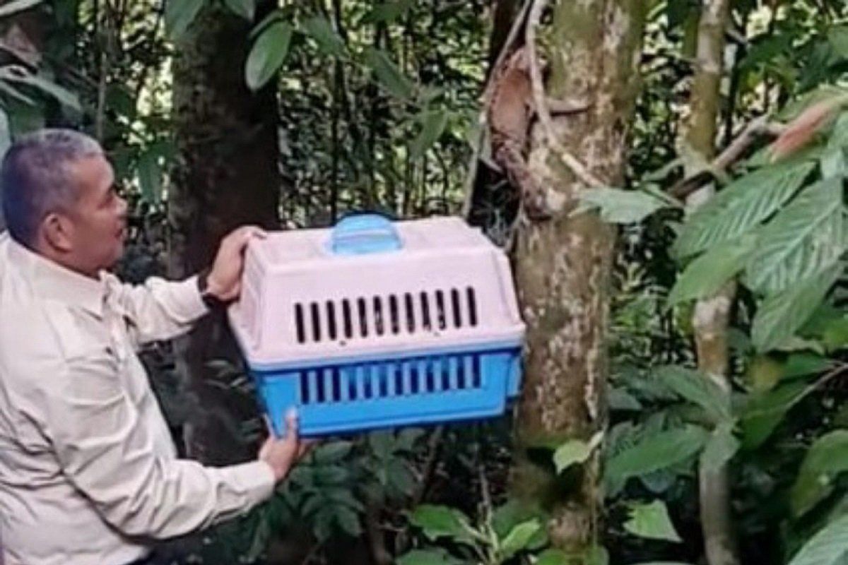 BKSDA Jambi lepas liarkan dua ekor kukang ke Cagar Alam