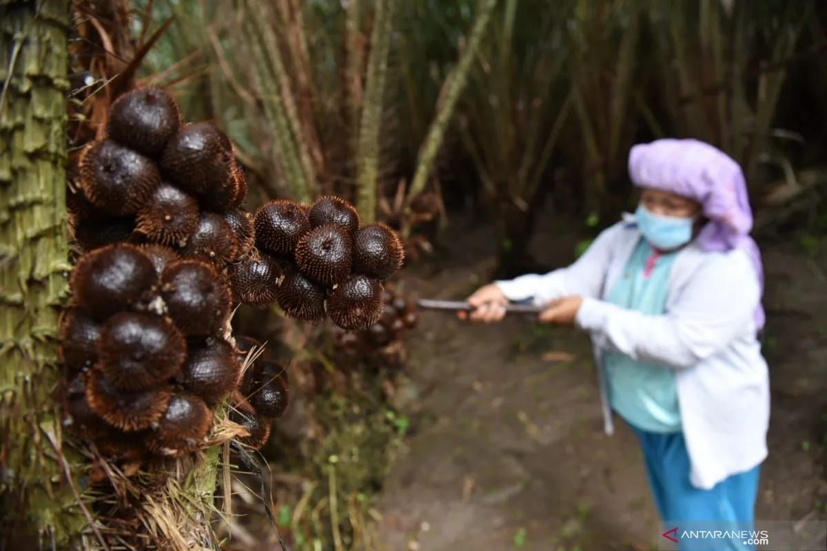 Pemkot upayakan perluasan tanaman komoditi khas Salak Sabang
