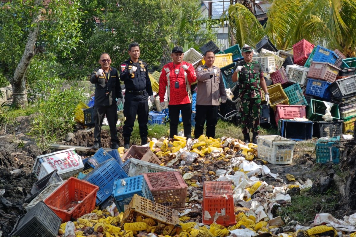 Karantina Riau musnahkan 25,9 ton mangga ilegal hasil tangkapan Bea Cukai di Bengkalis