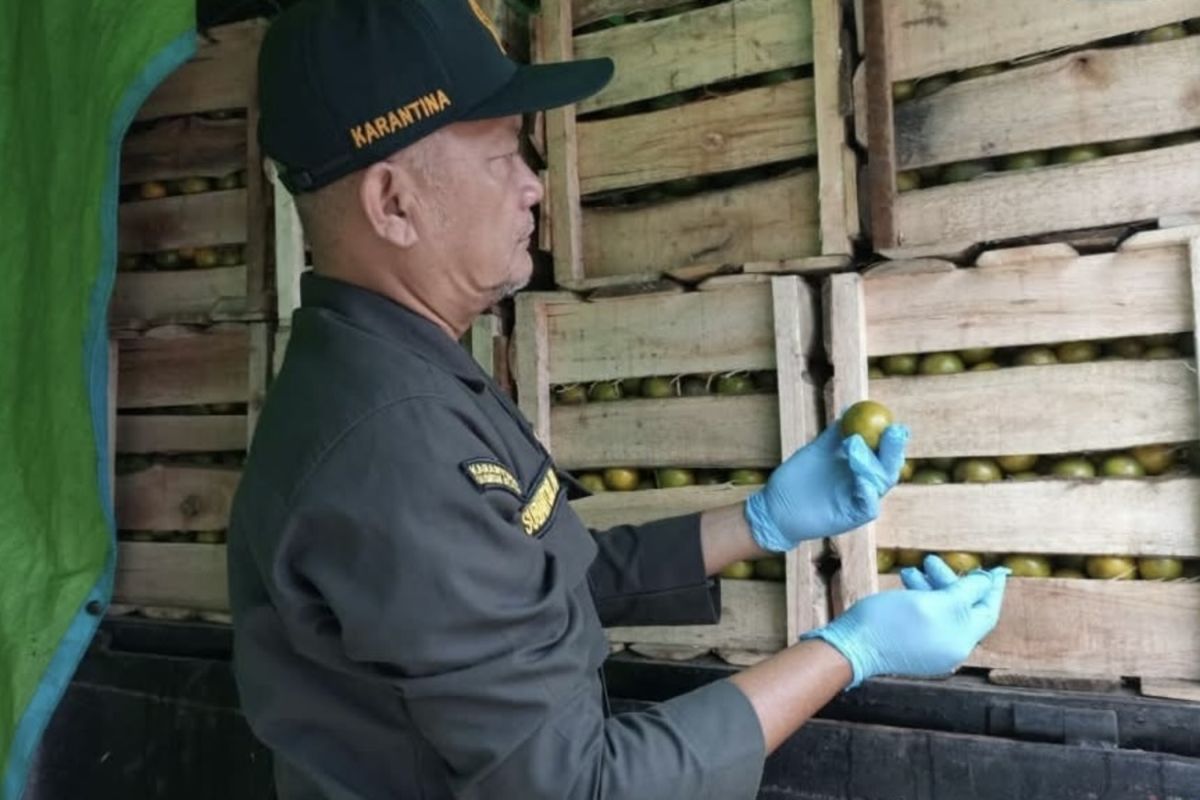 Karantina Kalsel sertifikasi 64,5 ton jeruk asal Batola dikirim ke Sulsel