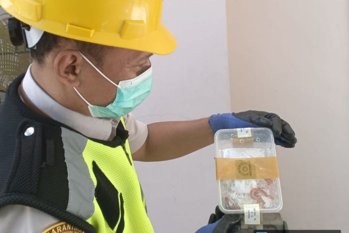 Karantina NTB gagalkan penyelundupan dua ekor ular amelanistik asal Surabaya