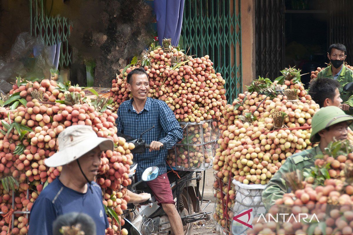 Album Asia: Menengok kesibukan panen buah leci di Bac Giang, Vietnam