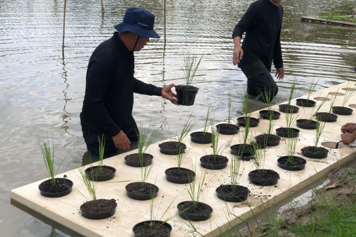 Dinas Pertanian Sumsel uji coba budi daya padi apung, gunakan lahan 9 hektare di JSC