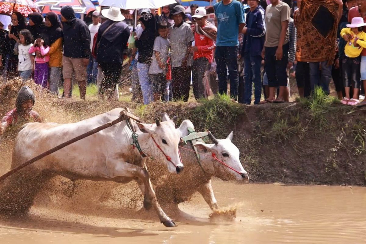 Pacu Jawi tradisi perekat persatuan dan daya tarik wisata di Tanah Datar