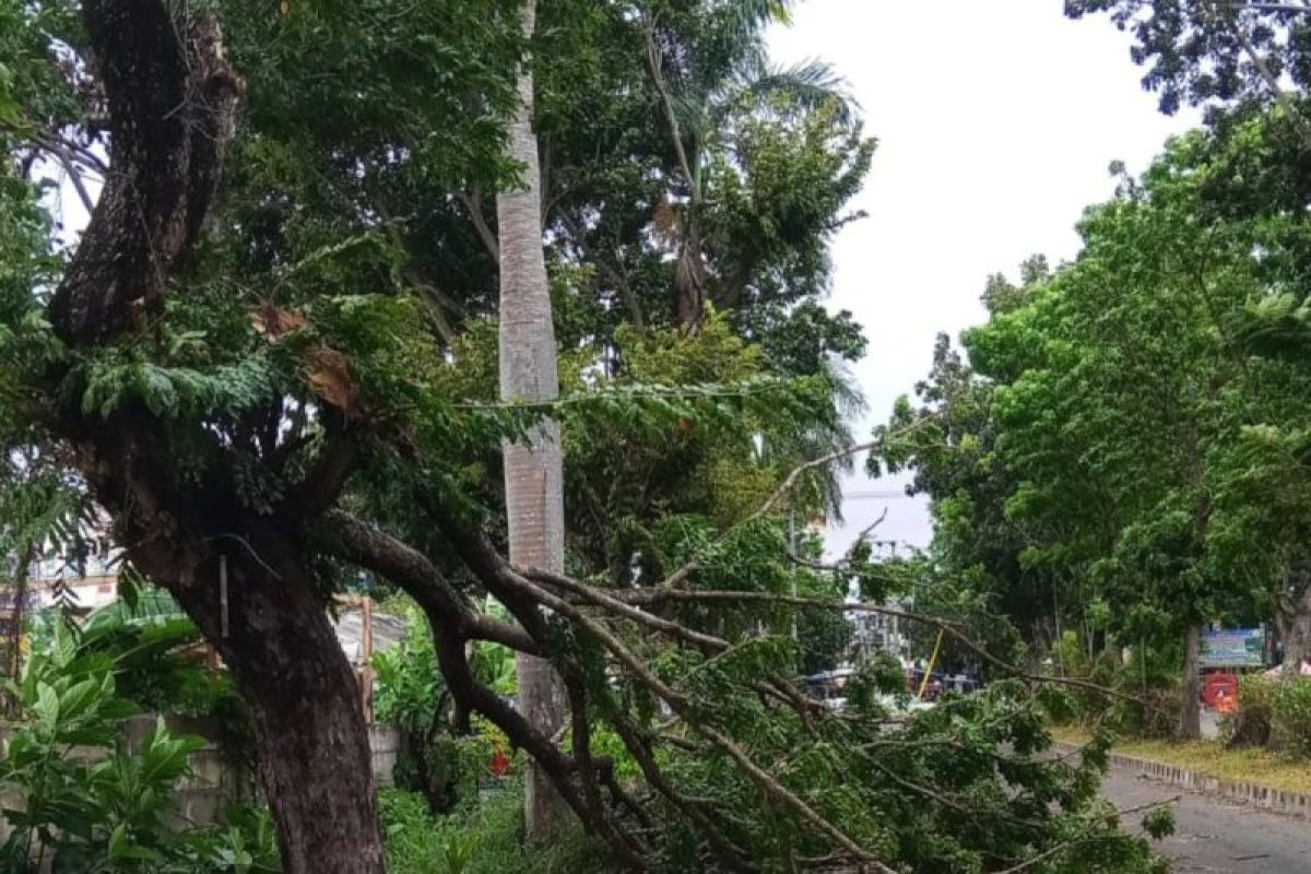 12 pohon tumbang imbas angin kencang di Bandarlampung