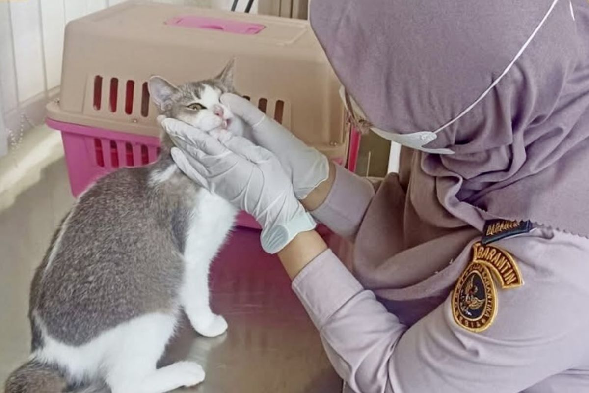 Karantina Kalsel: Lapor lalu lintas hewan peliharaan guna cegah rabies
