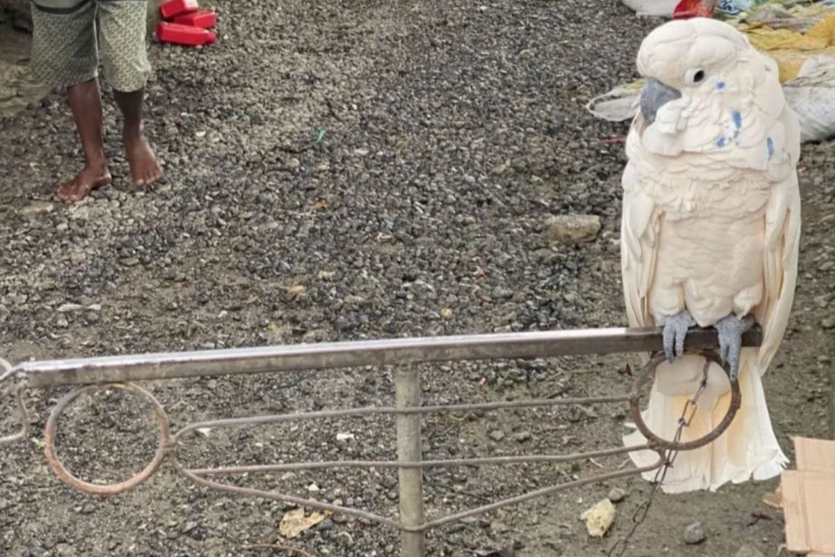 BKSDA Maluku amankan  burung kakaktua maluku dari peredaran ilegal