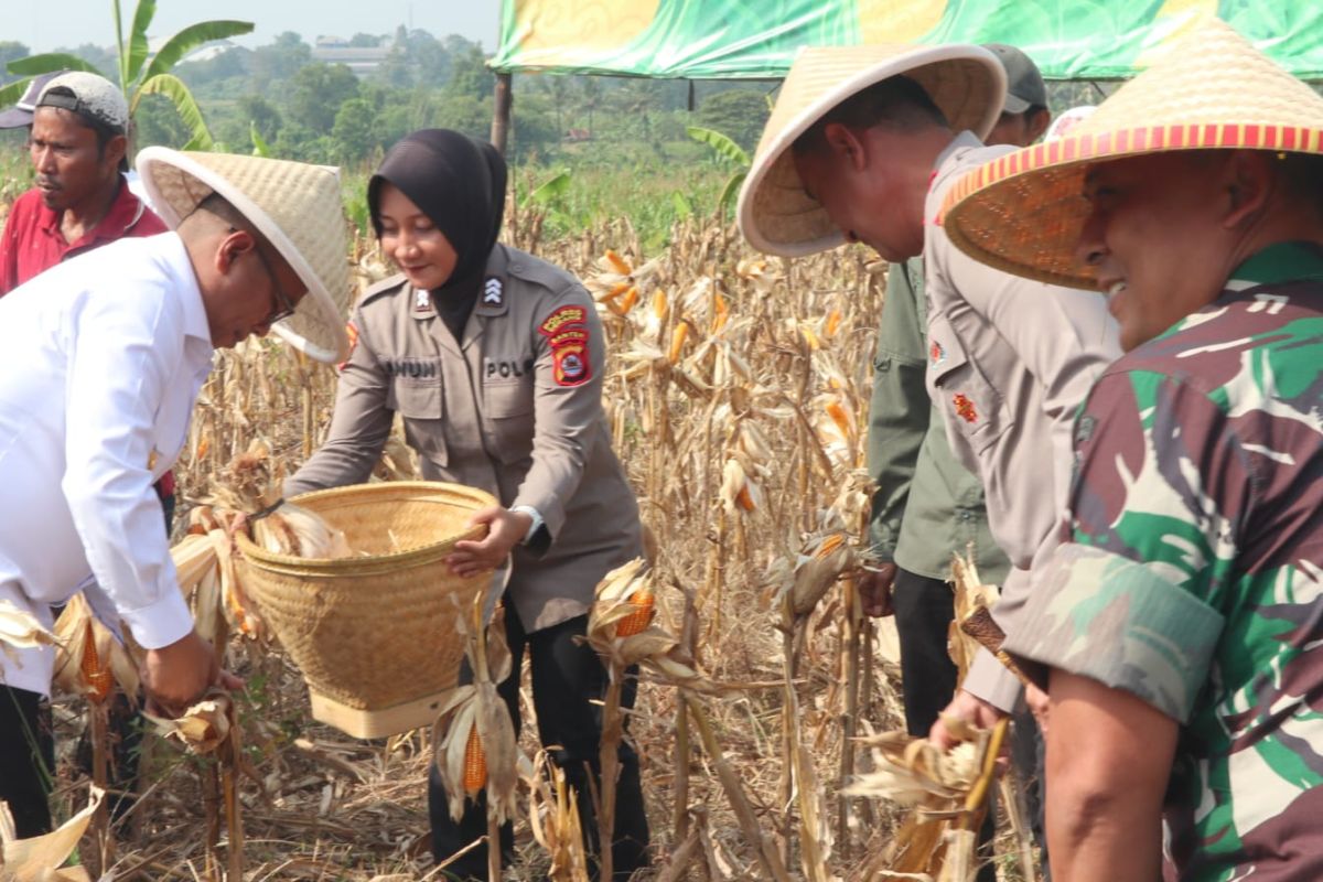 Polres Serang targetkan 305 hektare lahan tidur jadi lahan jagung