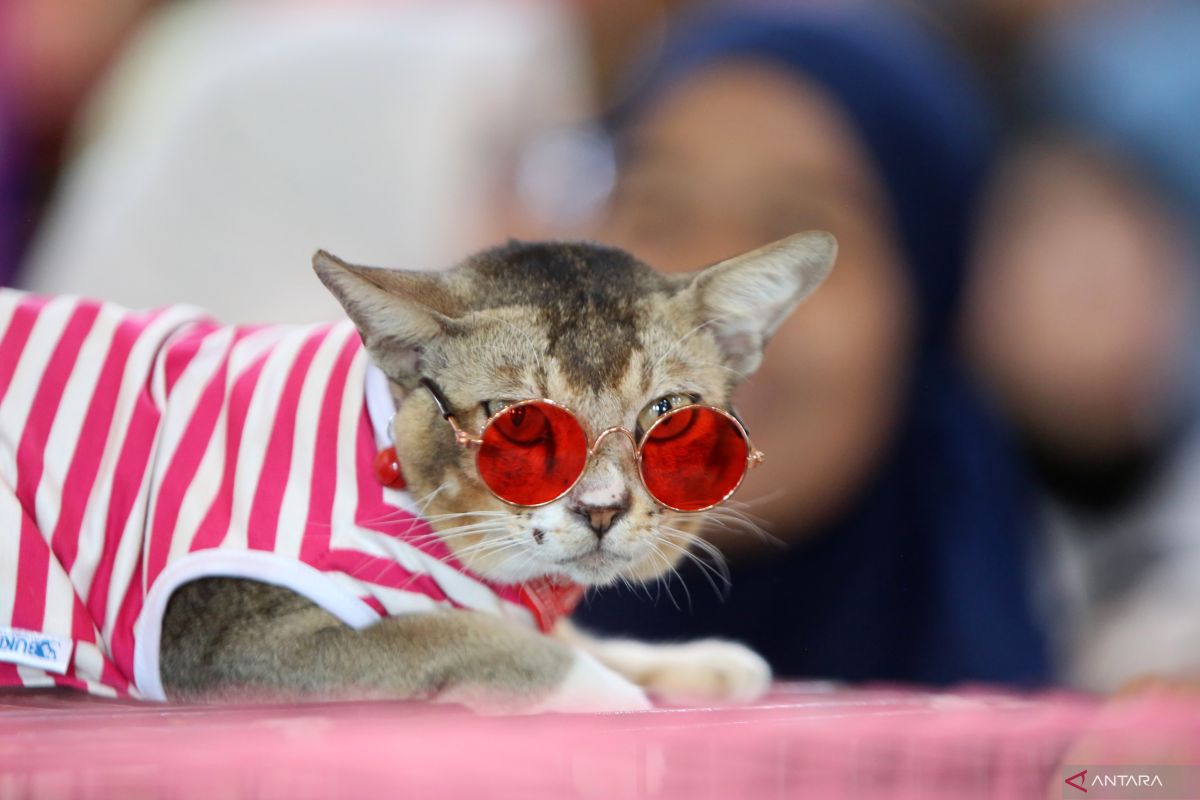 Cek fakta, penemuan puluhan kepala kucing tanpa badan di Sidoarjo