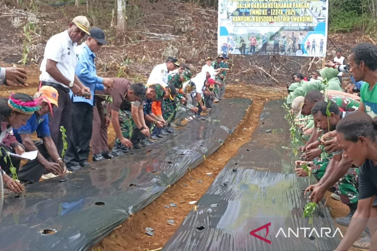 Pemkab Biak dorong petani milenial manfaatkan lahan kosong guna tanam cabai