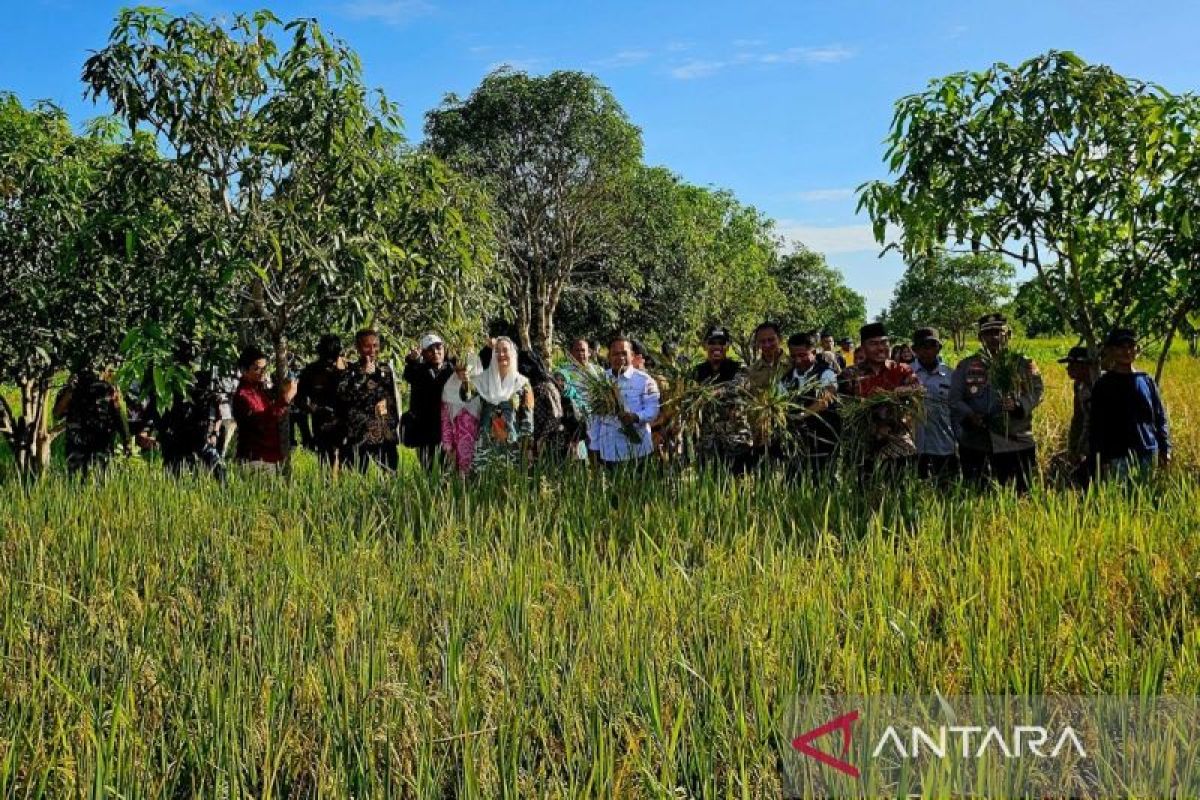 BNPP dan Pemkab Natuna panen padi di pulau terluar