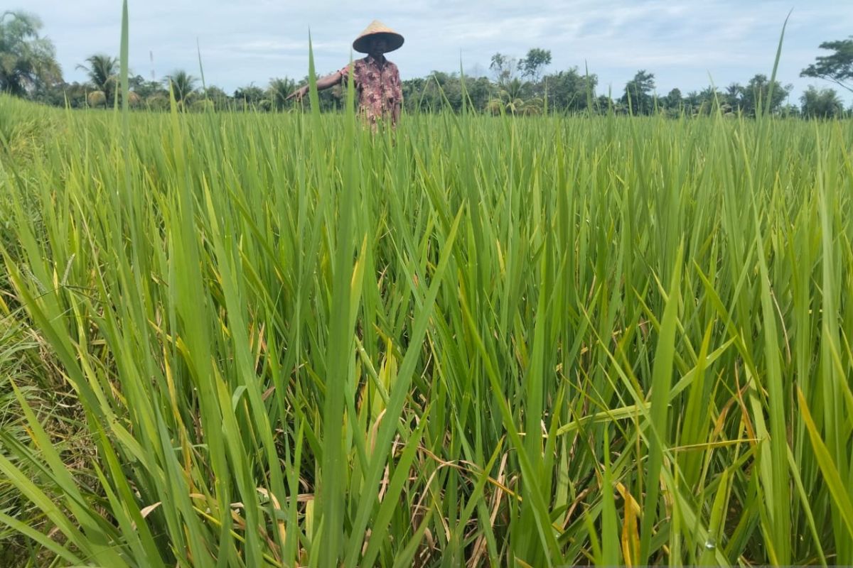 15 hektar sawah petani Abdya terancam gagal panen akibat padi mendadak mati