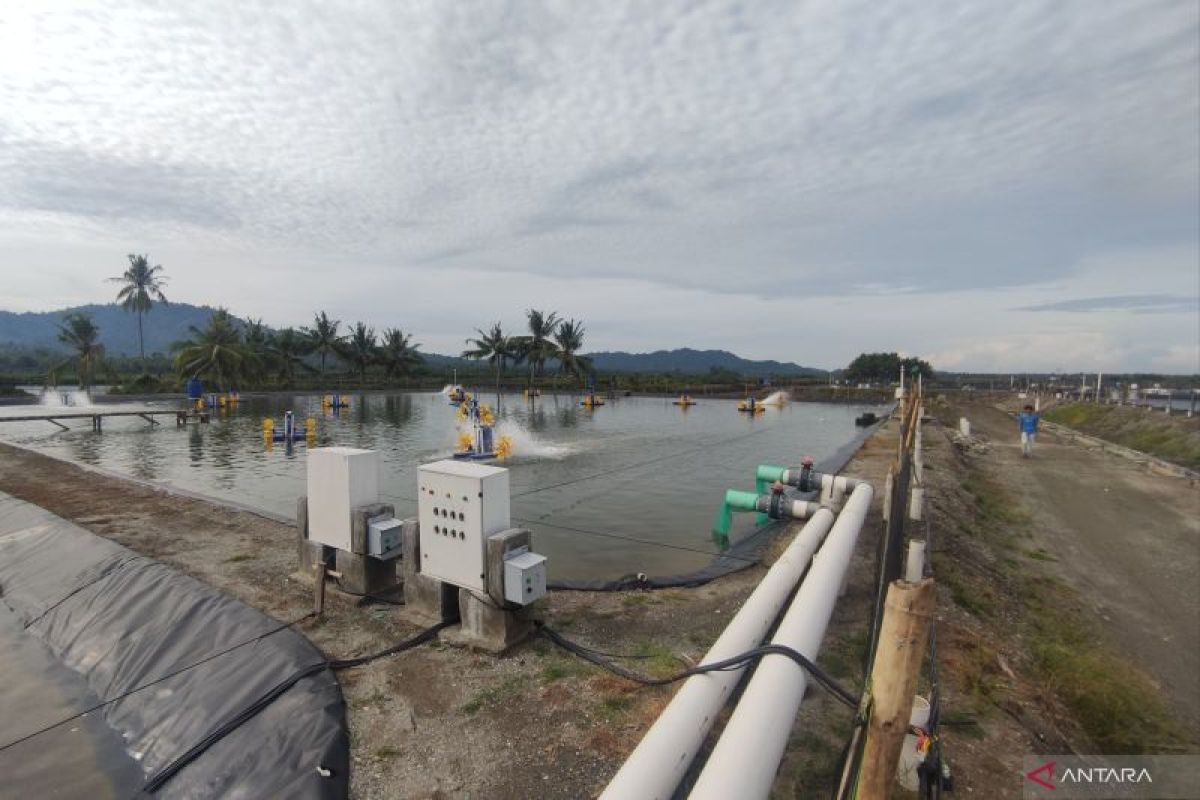 Tambak udang ramah iklim di Sulteng hasilkan panen perdana 50 ton