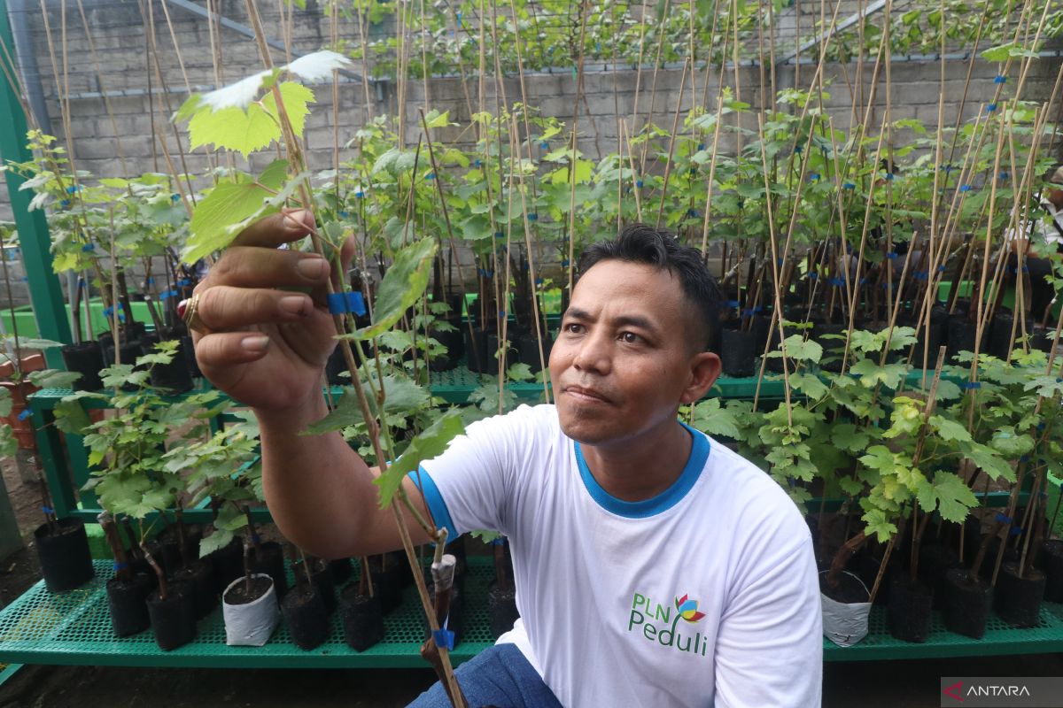 BRIN paparkan metode speed breeding, optimalkan pemuliaan tanaman buah
