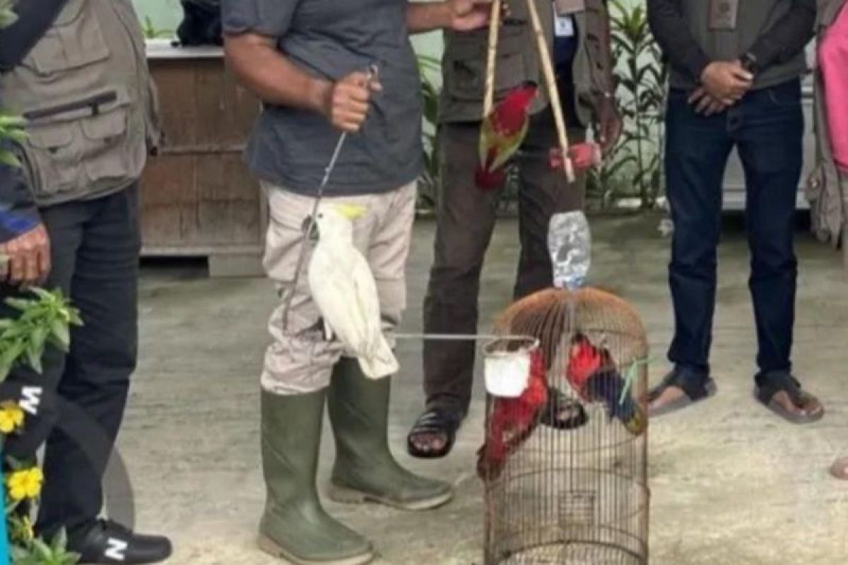 BKSDA Maluku amankan empat ekor satwa liar dilindungi dari warga