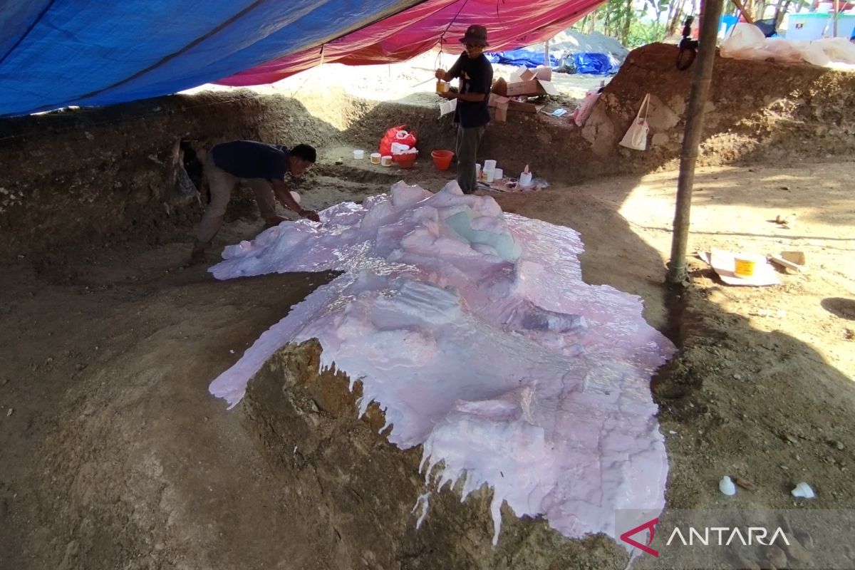 Temuan fosil gajah purba di Situs Patiayam dibuatkan replika untuk objek wisata di Kudus