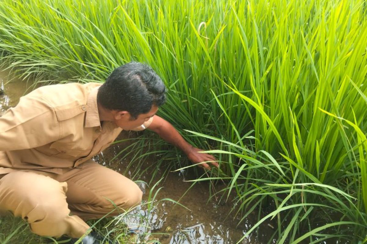 Pemkab atasi serangan hama wereng pada tanaman padi petani di Abdya