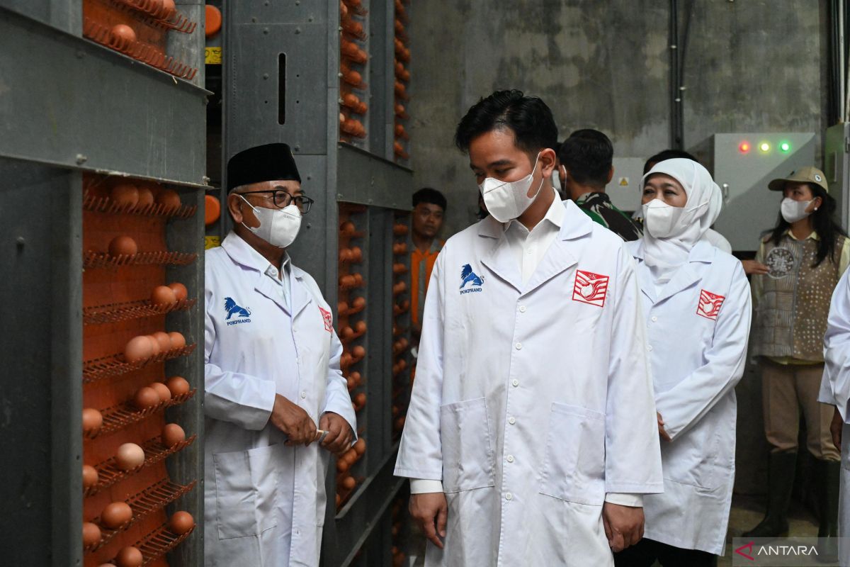 Blitar: VP Gibran urges poultry farms to embrace innovation 