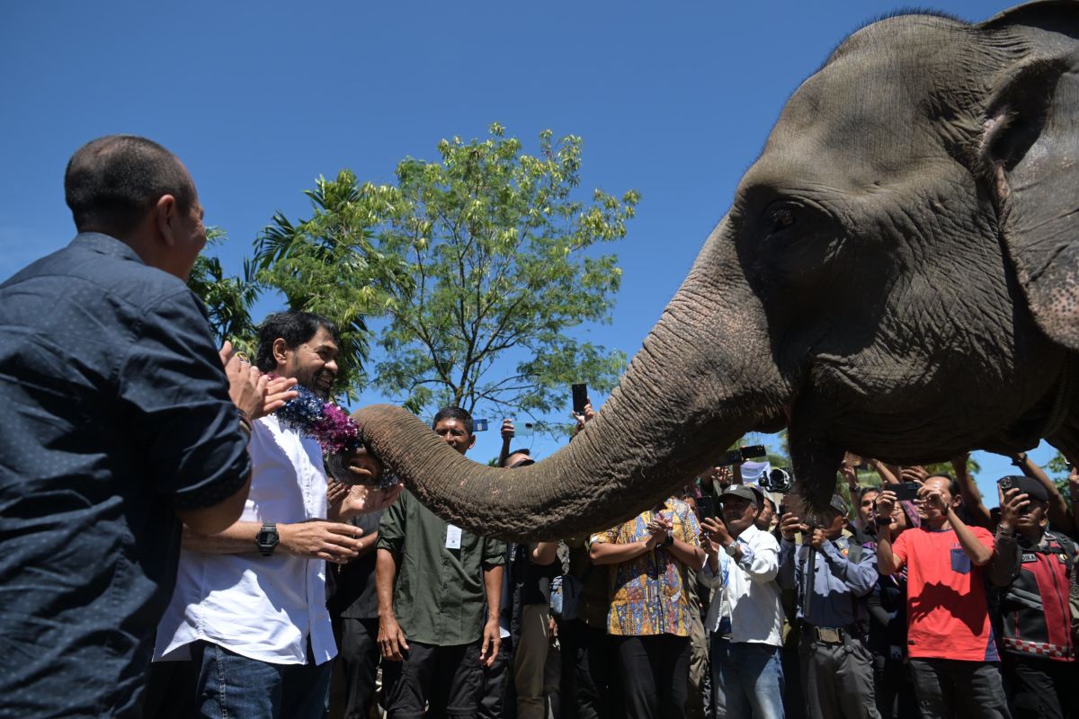 Mualem dukung upaya pencegahan konflik gajah pada lahan yang dihibah Presiden