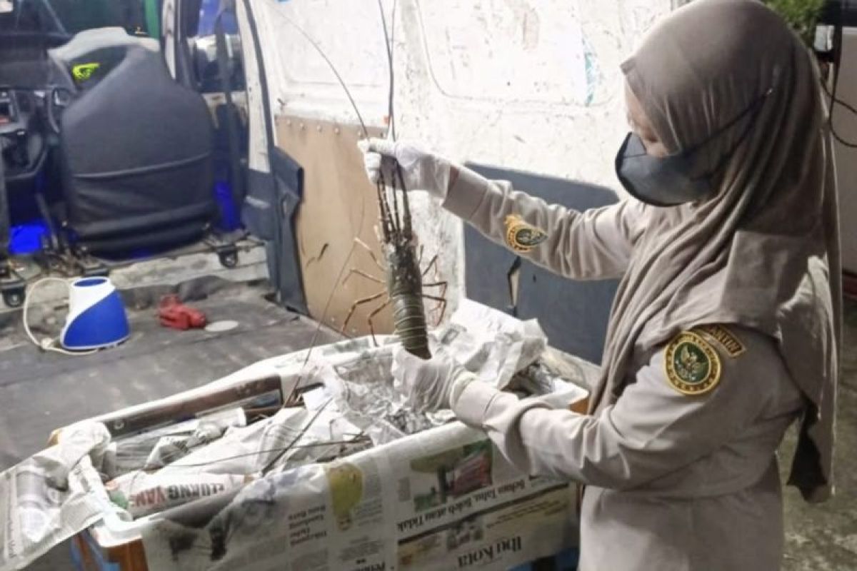 Karantina Kalsel sertifikasi ikan unggulan dikirim ke lima kota besar