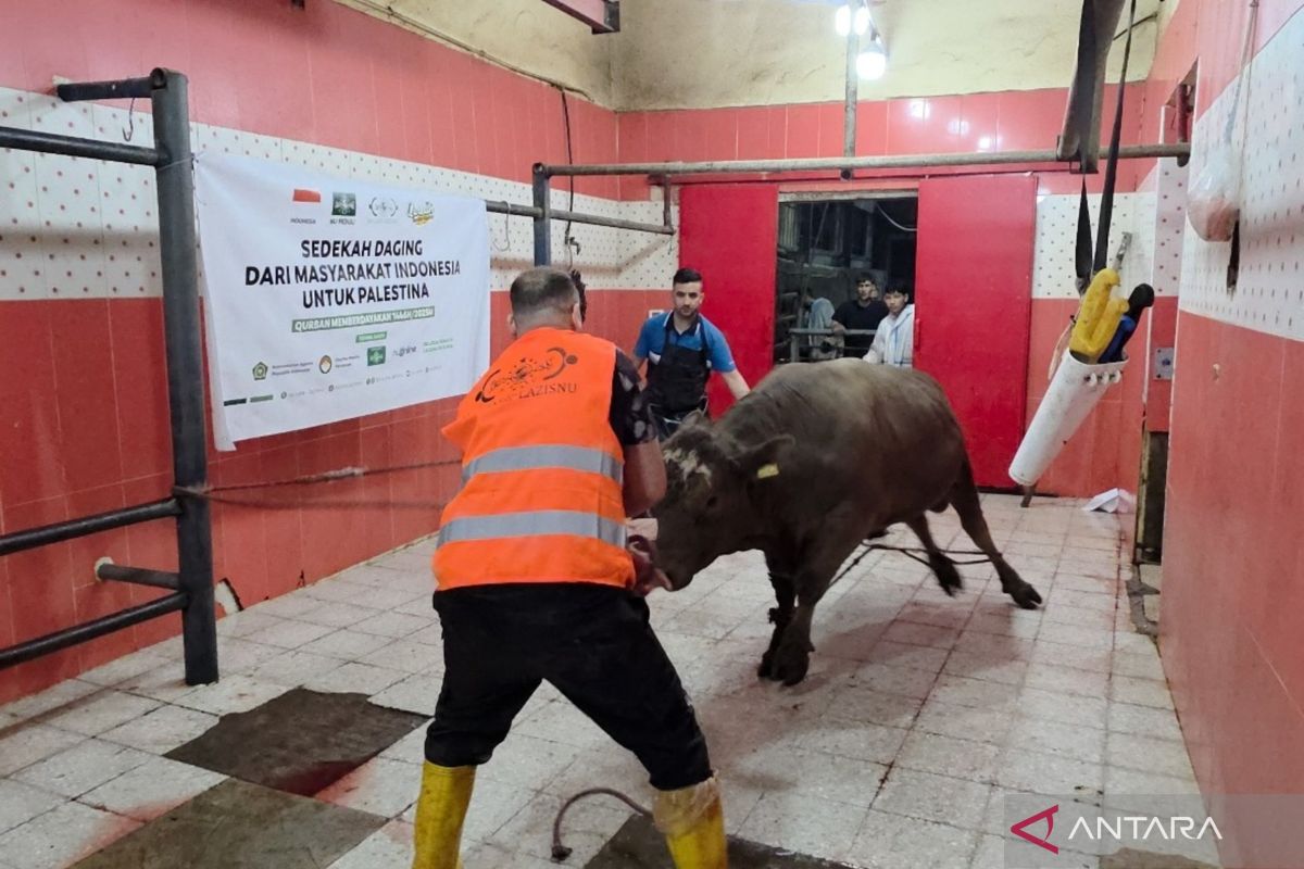NU Care-Lazisnu salurkan daging kurban untuk 1.400 keluarga Palestina