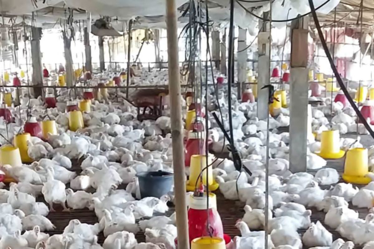 Pemkab Bintan fasilitasi penetapan harga ayam hidup