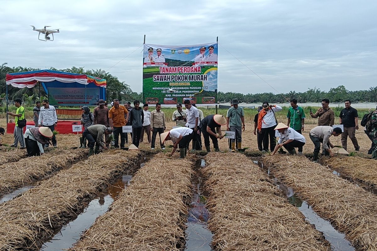 Pemkab Pasaman Barat catat luas tanam padi lima bulan terakhir capai 5.878 hektare