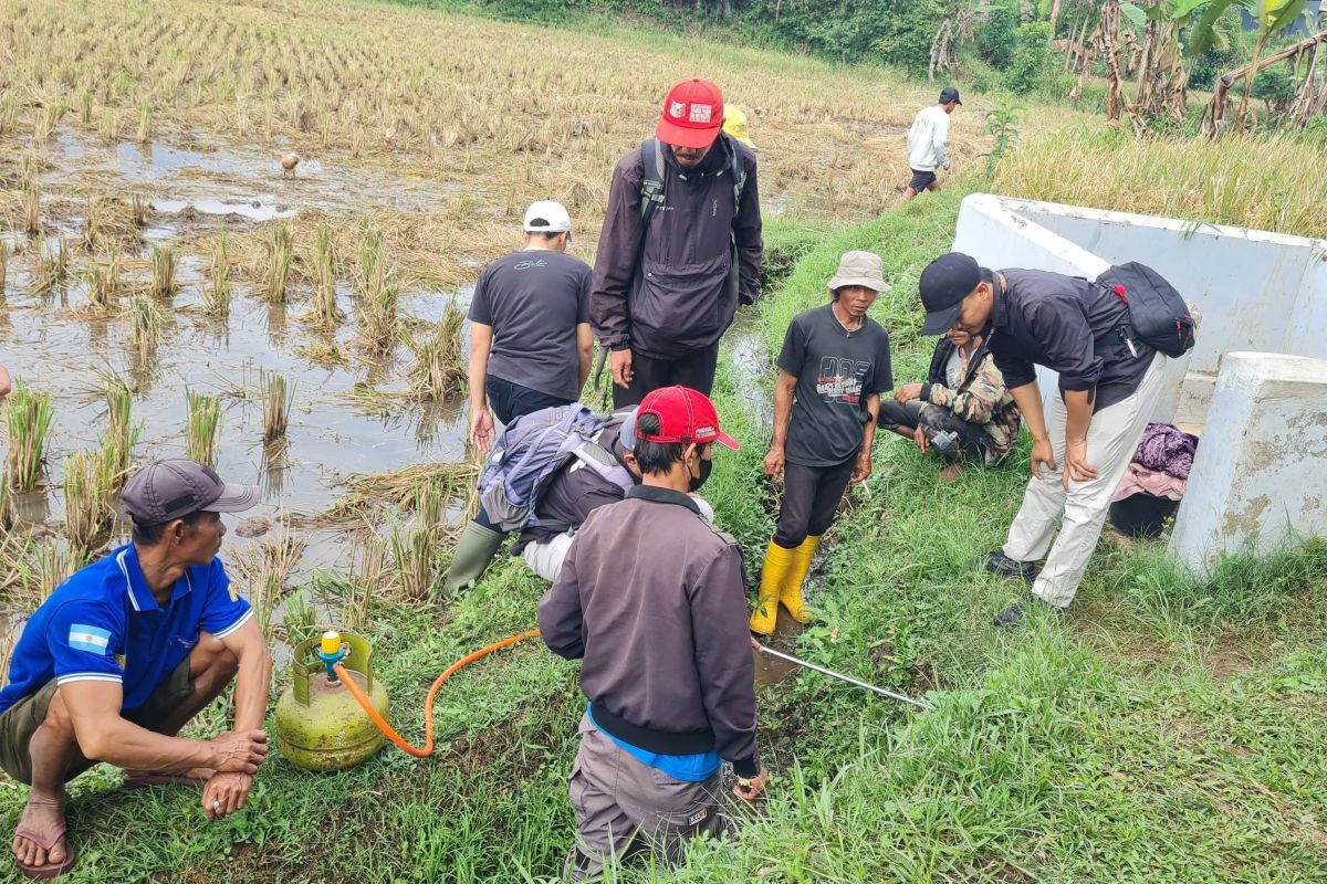 Dispertan Garut turunkan tim Gertak cegah serangan hama tikus di sawah