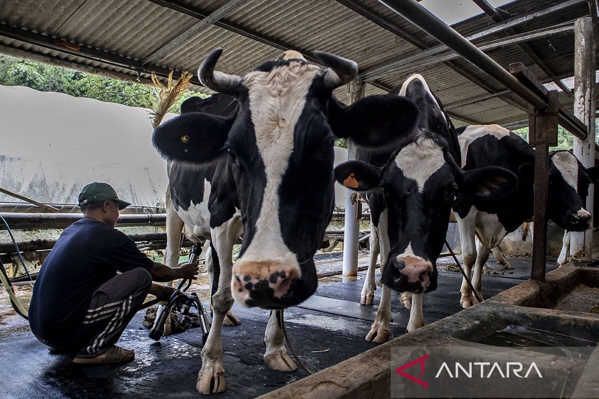 Anggota DPR dorong pelibatan UMKM lokal dalam kebijakan impor sapi