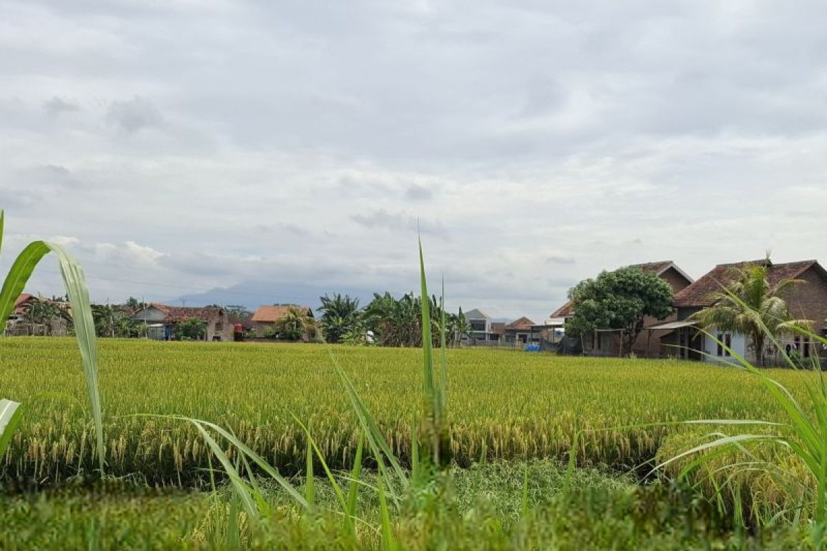 BRMP Lampung: Irigasi perpipaan antisipasi lahan pertanian kurang air