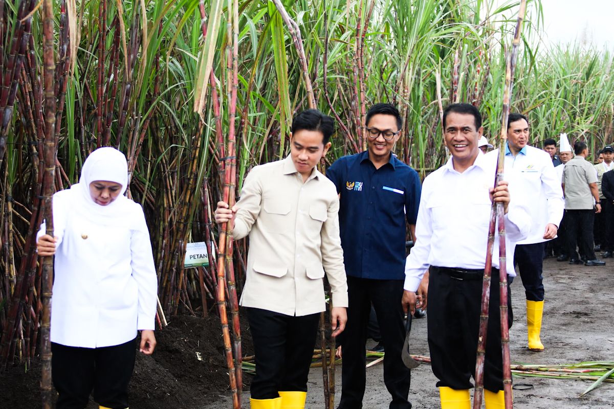 Minister pledges overhaul for sugar self-sufficiency drive