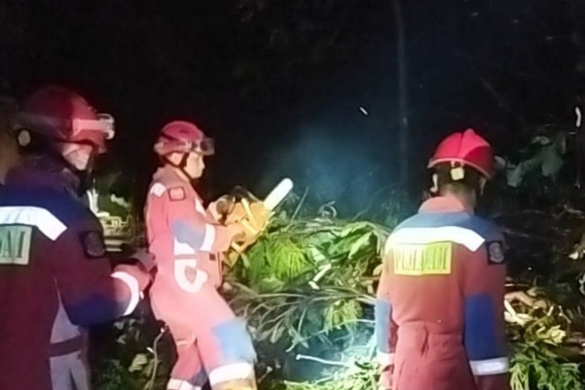BPBD DKI tangani pohon tumbang akibat hujan deras di Tebet