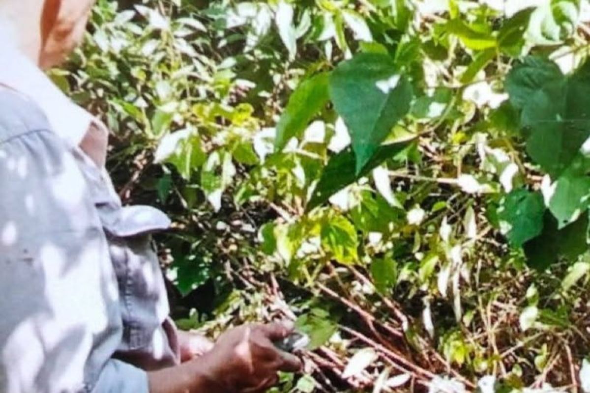 Segini lembu warga yang sudah dimangsa harimau di Sei Lepan Langkat