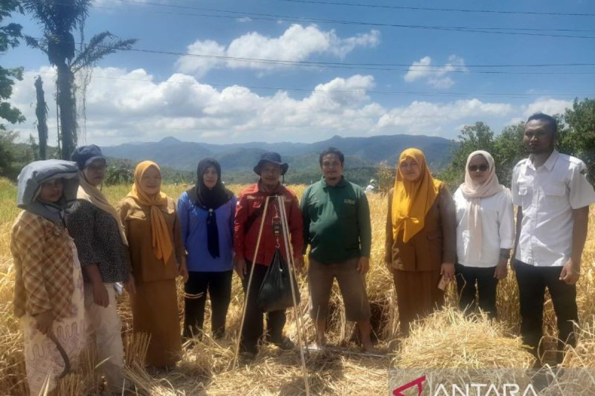 Petani Sipirok panen padi lokal Silatihan, capai 6,5 Ton per hektare