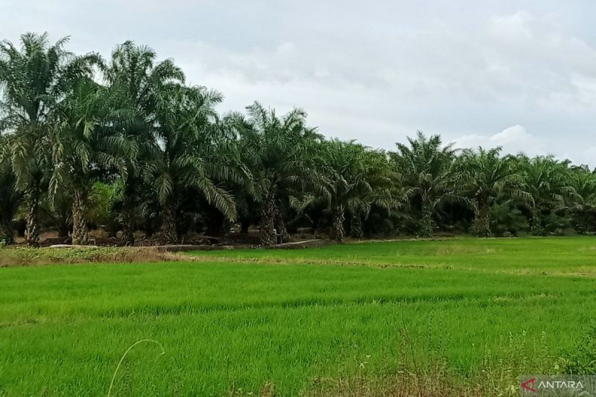 Bupati Penajam  terbitkan surat imbauan jaga lahan persawahan