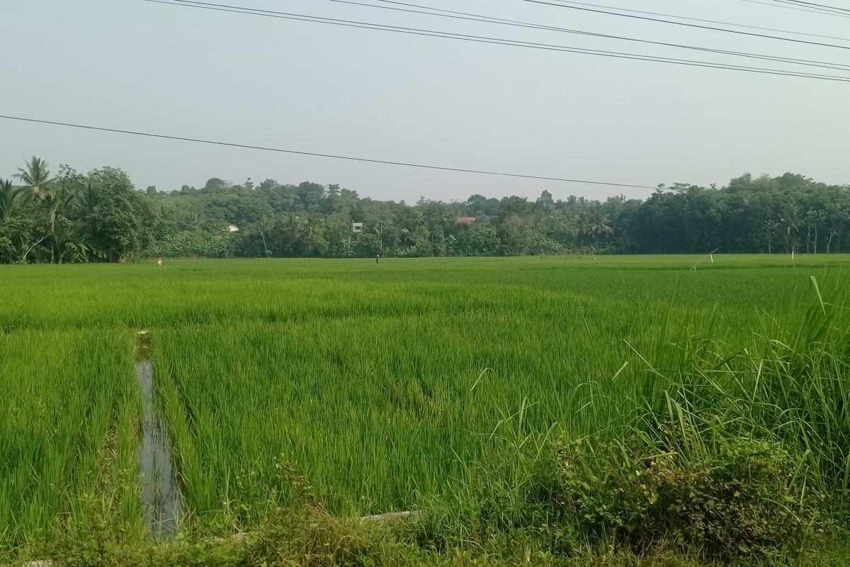 Serapan pupuk bersubsidi di Kabupaten Lebak masih rendah